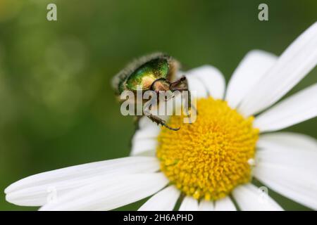 Cetonia aurata, die Rosenschäfer Stockfoto