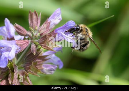 Ackerhummel (Bombus pascuorum), Carderbiene Stockfoto