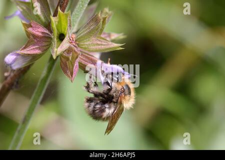 Ackerhummel (Bombus pascuorum), Carderbiene Stockfoto
