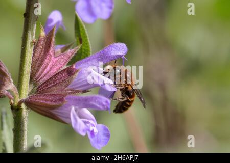 Halictus scabiosae, eine große, gebänderte Furchierbiene Stockfoto