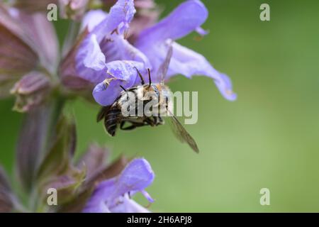 Halictus scabiosae, die große Bänderbiene, die sich paart Stockfoto