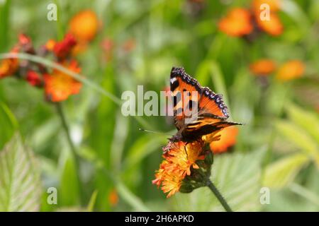 Kleiner Schildpatt-Schmetterling auf Pilosella aurantiaca Stockfoto