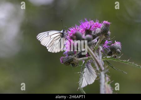 Aporia crataegi, der schwarz-aderige weiße Schmetterling auf der Distel Stockfoto