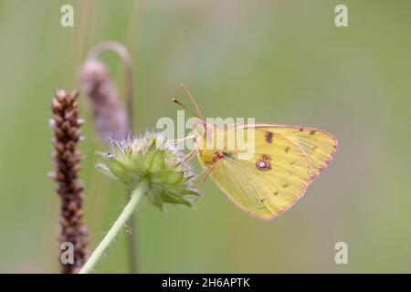 Colias hyale, Hellgelb getrübt Stockfoto