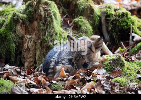 Zwei Wochen Alter Reh-Rehkitz. Rehe lassen ihre Rehkitze routinemäßig im bewaldeten Teil meines eigenen Gartens, da dies für sie sehr sicher ist. Stockfoto