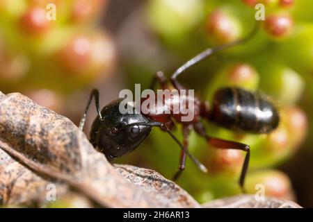 Braun-schwarze Schwärzenträgeranze Stockfoto
