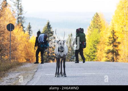 Ein einsamer einheimischer Rentier, der auf der Straße vor Wanderer steht, die auf dem Weg zum Karhunkierros Trail in der Nähe von Kuusamo sind. Stockfoto