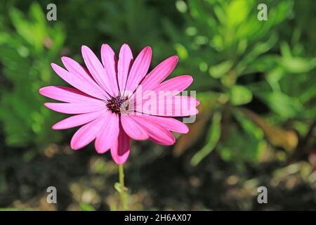 Nahaufnahme einer wunderschönen Passionsmischung Gänseblümchen, die im Sonnenlicht aufblüht Stockfoto