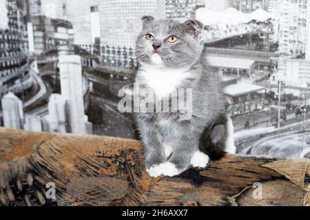 Schottisches Kurzhaar bicolor blaues Kätzchen auf einem Stuhl, Haustier Kätzchen, Thema Haustier Katzen und Kätzchen Stockfoto