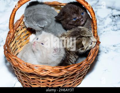 Blaue, fawn, braun und taby Kätzchen in einem Korb, Haustier Kätzchen, Thema Haustier Katzen und Kätzchen Stockfoto