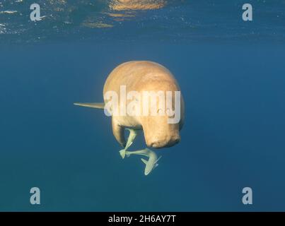 Dugong schwimmt unter der Oberfläche des Meeres. Vorderansicht. Seekuh, ein seltenes Meerestier Stockfoto