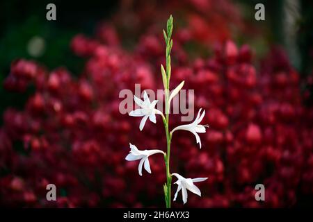 Watsonia borbonica ardernei, Watsonia borbonica subsp ardernei, weiße Blumen roter Hintergrund, weiße Blume mit rotem Hintergrund, Blume, Blüte, Blüte, Kappe Stockfoto