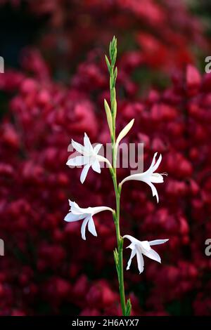 Watsonia borbonica ardernei, Watsonia borbonica subsp ardernei, weiße Blumen roter Hintergrund, weiße Blume mit rotem Hintergrund, Blume, Blüte, Blüte, Kappe Stockfoto