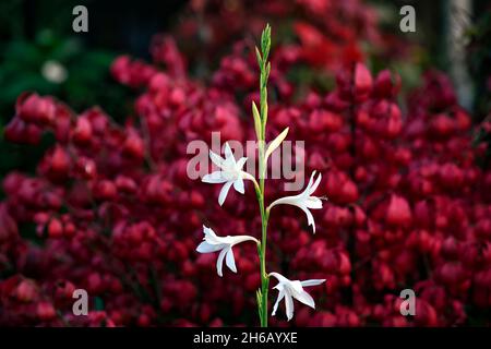 Watsonia borbonica ardernei, Watsonia borbonica subsp ardernei, weiße Blumen roter Hintergrund, weiße Blume mit rotem Hintergrund, Blume, Blüte, Blüte, Kappe Stockfoto