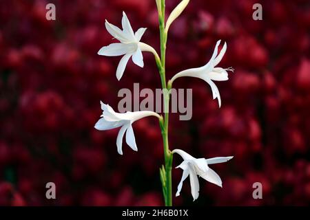 Watsonia borbonica ardernei, Watsonia borbonica subsp ardernei, weiße Blumen roter Hintergrund, weiße Blume mit rotem Hintergrund, Blume, Blüte, Blüte, Kappe Stockfoto