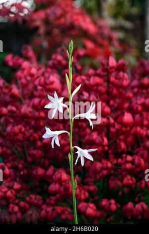 Watsonia borbonica ardernei, Watsonia borbonica subsp ardernei, weiße Blumen roter Hintergrund, weiße Blume mit rotem Hintergrund, Blume, Blüte, Blüte, Kappe Stockfoto