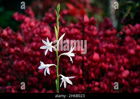 Watsonia borbonica ardernei, Watsonia borbonica subsp ardernei, weiße Blumen roter Hintergrund, weiße Blume mit rotem Hintergrund, Blume, Blüte, Blüte, Kappe Stockfoto