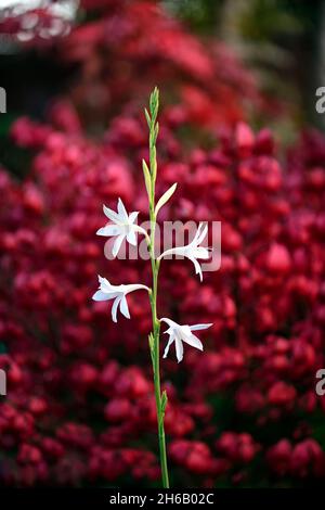 Watsonia borbonica ardernei, Watsonia borbonica subsp ardernei, weiße Blumen roter Hintergrund, weiße Blume mit rotem Hintergrund, Blume, Blüte, Blüte, Kappe Stockfoto