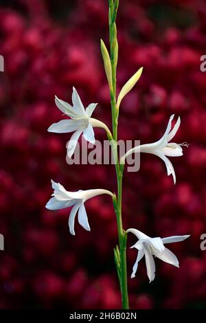 Watsonia borbonica ardernei, Watsonia borbonica subsp ardernei, weiße Blumen roter Hintergrund, weiße Blume mit rotem Hintergrund, Blume, Blüte, Blüte, Kappe Stockfoto