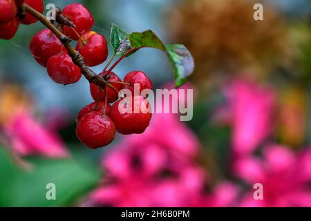 Krabbenapfel, Krabbenäpfel, kleiner Apfel, kleine Äpfel, Baum, Winter, weihnachten, rote Früchte, rote Früchte, Äpfel, Krabben, dekorativ, Dekoration, reife Früchte, RM Floral Stockfoto