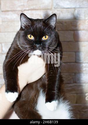 Dunkle zweifarbige schottische Katze in der Hand auf dem Hintergrund einer Backsteinmauer, das Thema der Katzen und Katzen im Haus, Haustiere ihre Fotos und ihr Leben Stockfoto