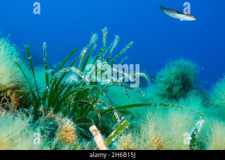 Unterwasseransicht der Neptun-Seegraspflanze (Posidonia oceanica) im Naturpark Ses Salines (Formentera, Balearen, Mittelmeer, Spanien) Stockfoto