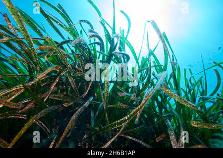 Unterwasserszene von Neptun-Seegras (Posidonia oceanica) Blätter unter Sonnenlicht im Naturpark Ses Salines (Formentera, Mittelmeer, Spanien) Stockfoto