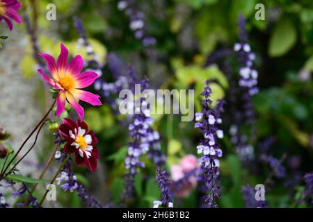 dahlia helle Augen, Dahlia Nacht Schmetterling, Salvia phyllis Phantasie, Dahlien, Salvias, Mischung, gemischte Pflanzung Schema, Spätsommer Blüte, RM floral Stockfoto