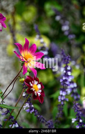 dahlia helle Augen, Dahlia Nacht Schmetterling, Salvia phyllis Phantasie, Dahlien, Salvias, Mischung, gemischte Pflanzung Schema, Spätsommer Blüte, RM floral Stockfoto