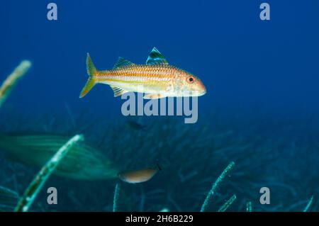 Unterwasseransicht einer gestreiften roten Meerbarbe (Mullus surmuletus) zwischen Neptun-Seegras im Naturpark Ses Salines (Formentera, Mittelmeer, Spanien) Stockfoto