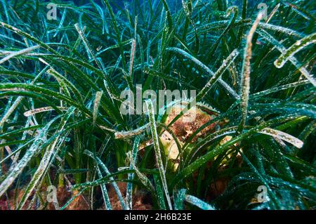 Edle Federschale (Pinna nobilis) auf einer Neptune-Seegraswiese (Posidonia oceanica) im Naturpark Ses Salines (Formentera, Mittelmeer, Spanien) Stockfoto