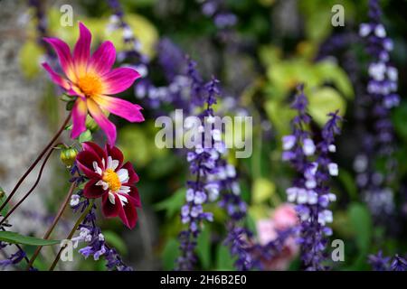 dahlia Nachtschmetterling, Dahlia helle Augen, Salvia phyllis Phantasie, Dahlien, Salvias, Mischung, gemischte Pflanzung Schema, Spätsommer Blüte, RM floral Stockfoto