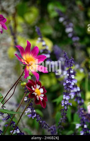 dahlia Nachtschmetterling, Dahlia helle Augen, Salvia phyllis Phantasie, Dahlien, Salvias, Mischung, gemischte Pflanzung Schema, Spätsommer Blüte, RM floral Stockfoto