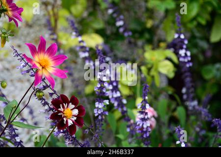 dahlia helle Augen, Dahlia Nacht Schmetterling, Salvia phyllis Phantasie, Dahlien, Salvias, Mischung, gemischte Pflanzung Schema, Spätsommer Blüte, RM floral Stockfoto