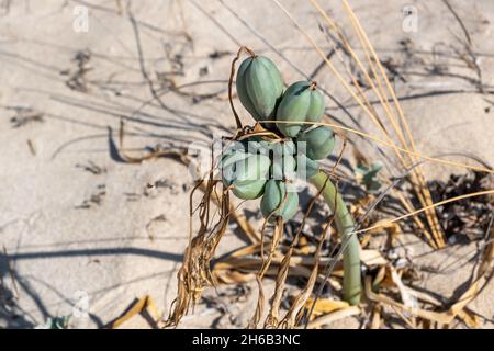 Seedaffodil, Pancratium maritimum, blühende, knollige Wildpflanze, weiße Blüten. Sandlilie wächst am Sandstrand und in den Küstensanddünen am Mittelmeer Stockfoto