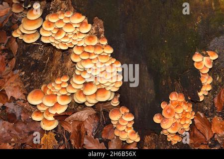 Kuehneromyces mutabilis, ummantelter Holztuft, Berlin, Deutschland Stockfoto