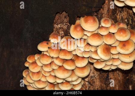 Kuehneromyces mutabilis, ummantelter Holztuft, Berlin, Deutschland Stockfoto