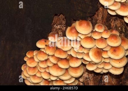 Kuehneromyces mutabilis, ummantelter Holztuft, Berlin, Deutschland Stockfoto