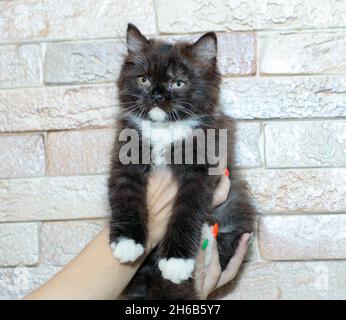 Kleine braune zweifarbige schottische Highland Kätzchen in der Hand, Thema Katzen und Katzen im Haus, Haustiere ihre Fotos und ihr Leben Stockfoto