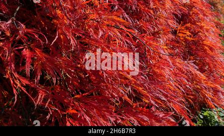 Herbstszene mit wunderschönen orangeroten Blättern aus japanischem Ahorn Stockfoto