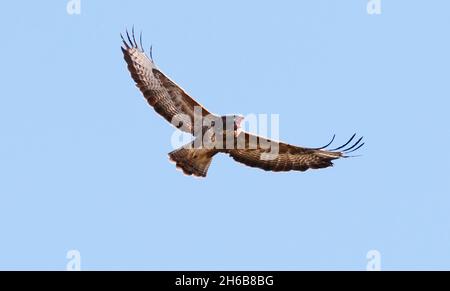 Berlin, Deutschland. Oktober 2021. 09.10.2021, Berlin. Ein Bussard (Buteo buteo) fliegt am Himmel. Quelle: Wolfram Steinberg/dpa Quelle: Wolfram Steinberg/dpa/Alamy Live News Stockfoto