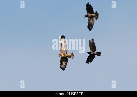 Berlin, Deutschland. November 2021. 10.11.2021, Berlin. Ein Bussard (Buteo buteo) fliegt am Himmel und wird von zwei Aaskrähen (Corvus corone) im grauen Gefieder der Nebelkrähe verfolgt. Quelle: Wolfram Steinberg/dpa Quelle: Wolfram Steinberg/dpa/Alamy Live News Stockfoto