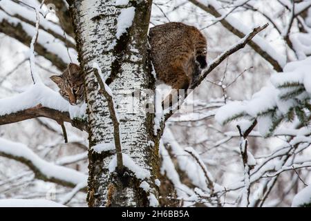 Bobcat (Felis rufus) steht im November in einem Wisconsin Pappelbaum, horizontal Stockfoto