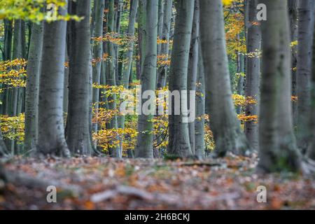 Laubbuche in Sherwood Forest, Nottinghamshire, England, Großbritannien. Stockfoto