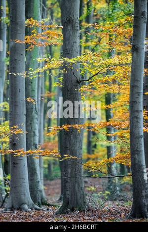 Laubbuche in Sherwood Forest, Nottinghamshire, England, Großbritannien. Stockfoto