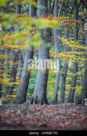 Laubbuche in Sherwood Forest, Nottinghamshire, England, Großbritannien. Stockfoto