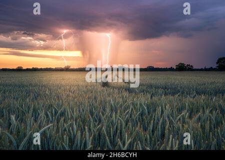 Blitzschlag bei einem Sommergewitter bei Sonnenuntergang in der Nähe von Rastatt Plittersdorf Stockfoto