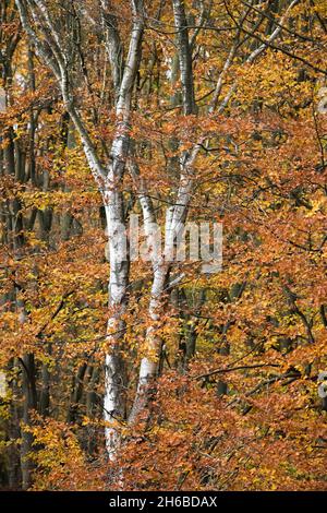 Laubbuche in Sherwood Forest, Nottinghamshire, England, Großbritannien. Stockfoto