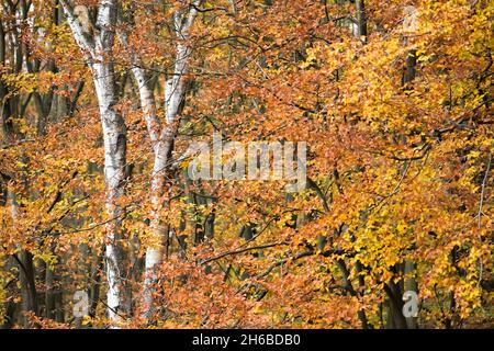 Laubbuche in Sherwood Forest, Nottinghamshire, England, Großbritannien. Stockfoto