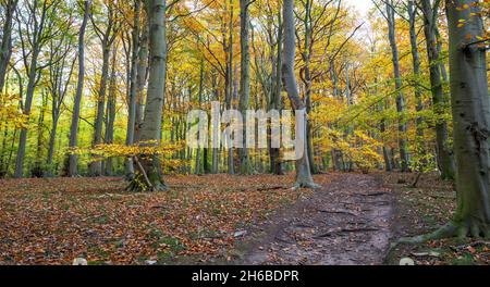 Laubbuche in Sherwood Forest, Nottinghamshire, England, Großbritannien. Stockfoto